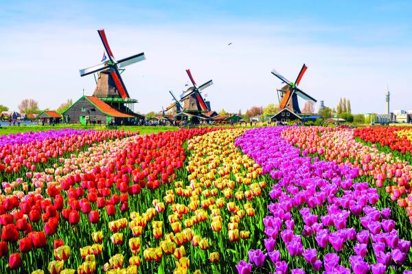  Tulpenblüte, Grachten, Käse und Kultur in Holland